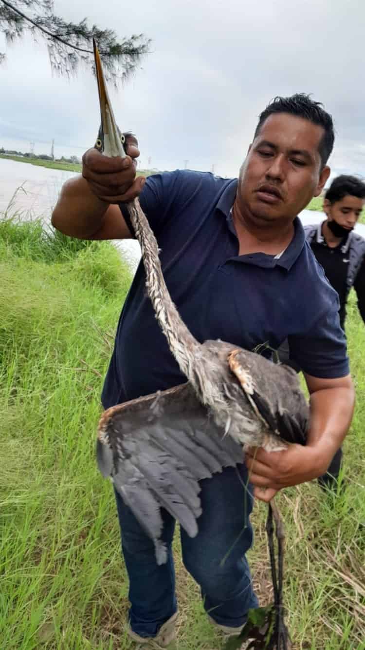 Ave rescatada en Laguna Real no sufrió lesiones; fue llevada a Salud Animal en Veracruz