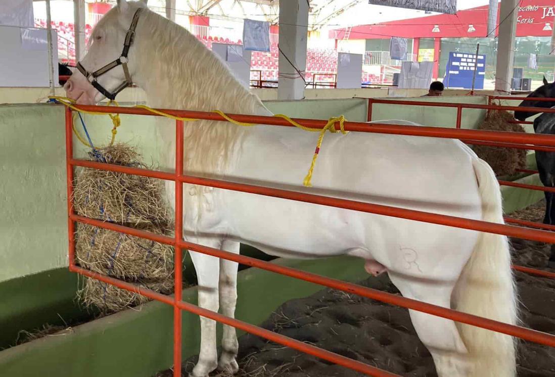 Expo Feria del Caballo busca enaltecer el trabajo de ganaderos de Veracruz