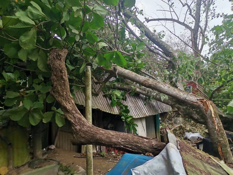 El viento tira un árbol y casi destroza una vivienda de lámina (+Video)