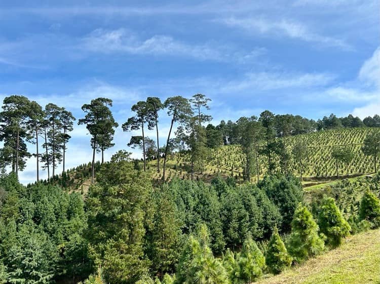 Bosque del Ciclo Verde cumple 39 años