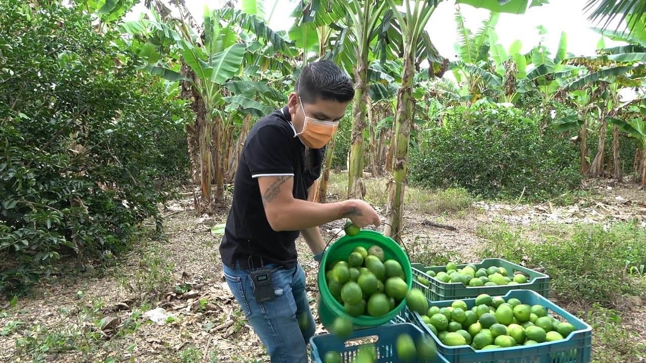 Se recuperan las exportaciones limón persa