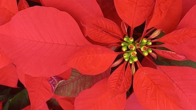 Inicia la venta de flor de Nochebuena en Veracruz, Boca del Río y Medellín de Bravo