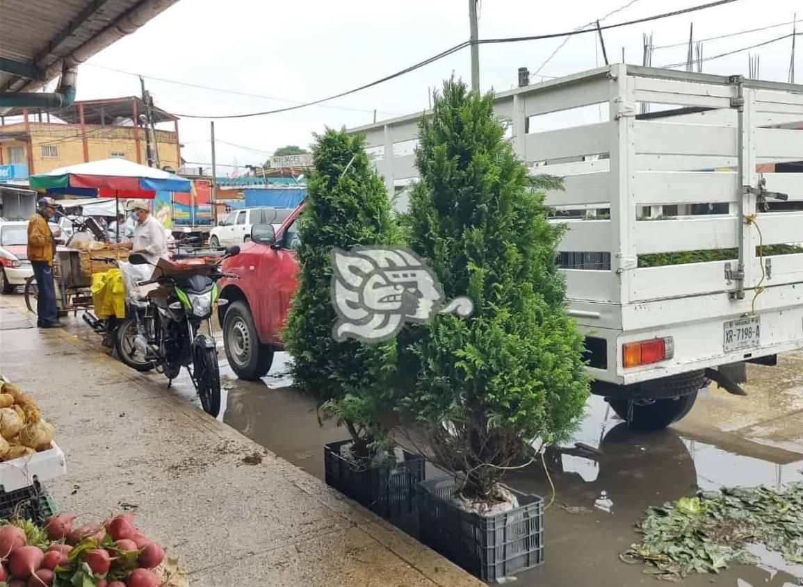 Comienzan a llegar los pinos naturales a Villa Cuichapa