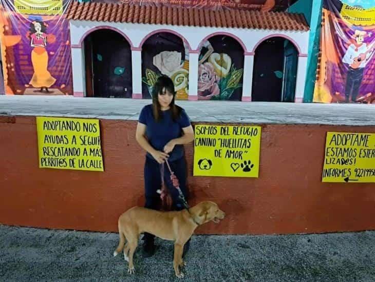 Pasean a perritos del refugio temporal Huelllitas de amor