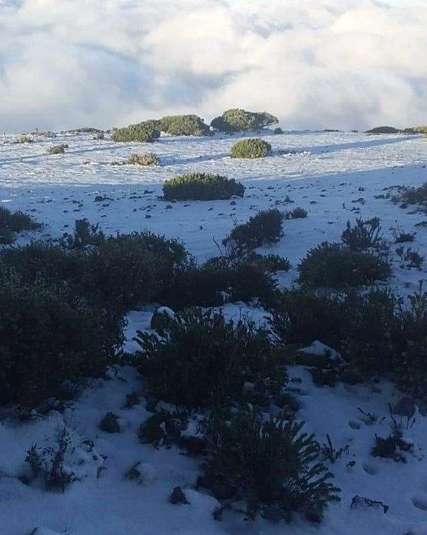 ¡Espectacular! Nuevo León registra su primera nevada de la temporada