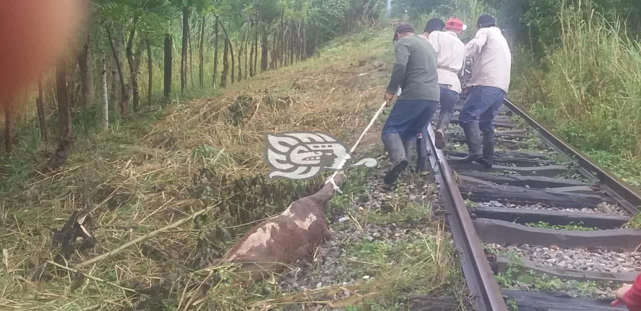 Arrastró un becerro muerto y lo abandonó