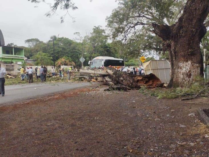 Cae árbol y afecta la circulación en carretera de Paso de Ovejas