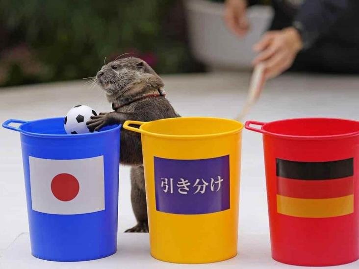 Una nutria predijo la victoria japonesa contra Alemania