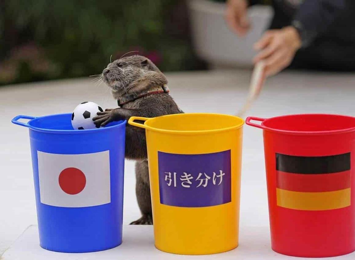 Una nutria predijo la victoria japonesa contra Alemania