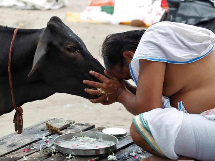 Extraño virus amenaza al animal más sagrado de la India