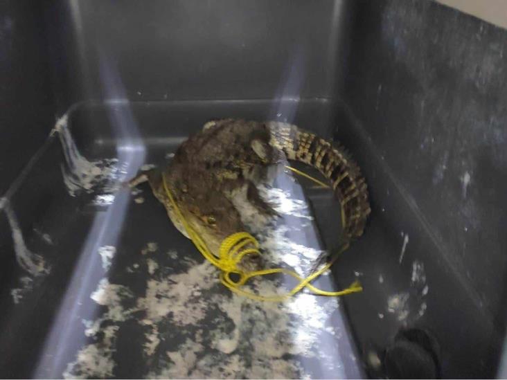 Resguardan autoridades a cocodrilo capturado en fraccionamiento de Papantla