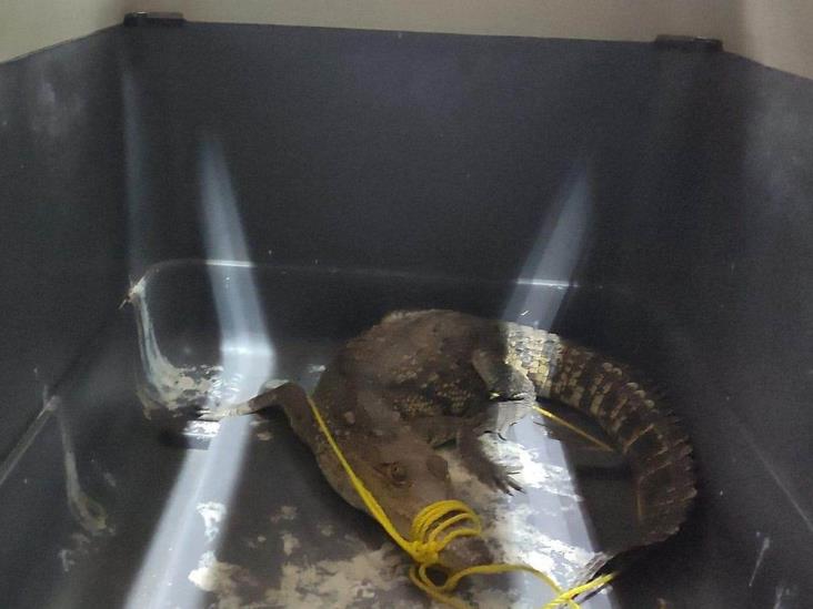 Resguardan autoridades a cocodrilo capturado en fraccionamiento de Papantla