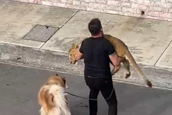 Atrapan a león que se escapó en fraccionamiento de Veracruz; se llama Nala (+video)