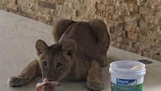 Leona “Nala” asegurada en fraccionamiento de Veracruz se encuentra en rancho de Tierra Blanca