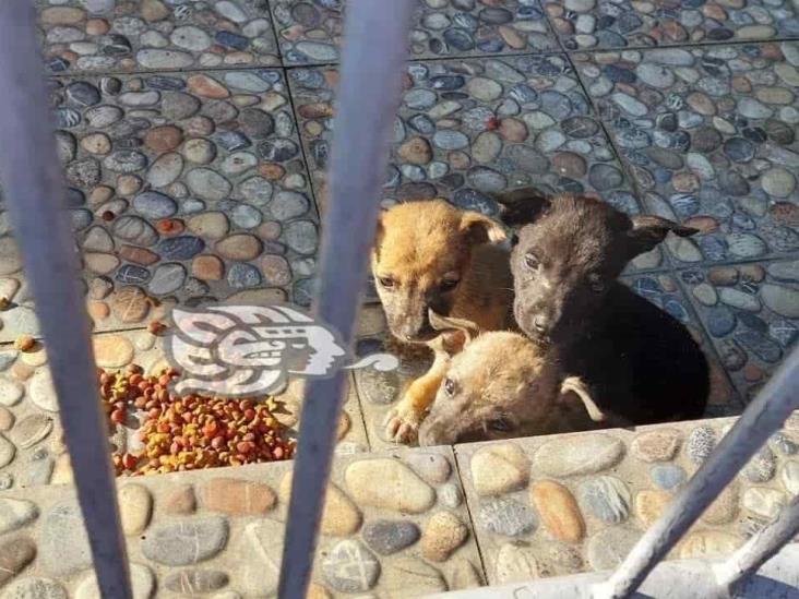 Urgen esterilización canina en  Alborada, en Emiliano Zapata