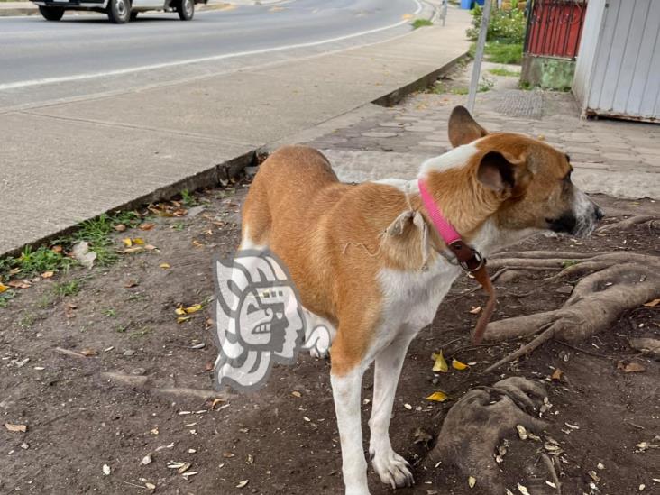 Urgen esterilización canina en  Alborada, en Emiliano Zapata