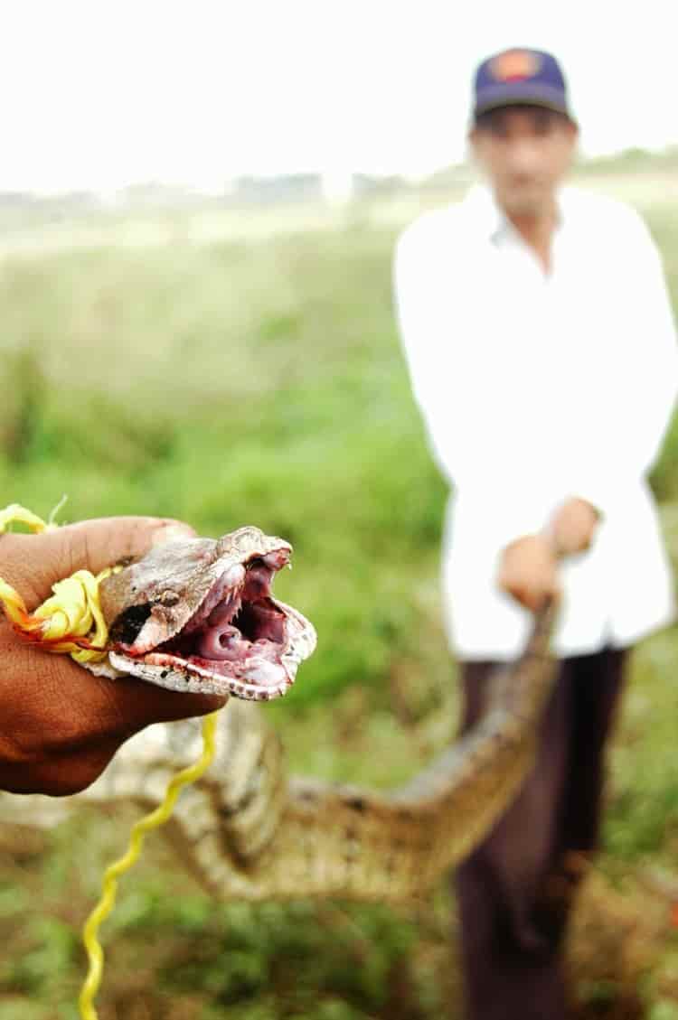 Impartirán curso sobre manejo de serpientes en Coatzacoalcos