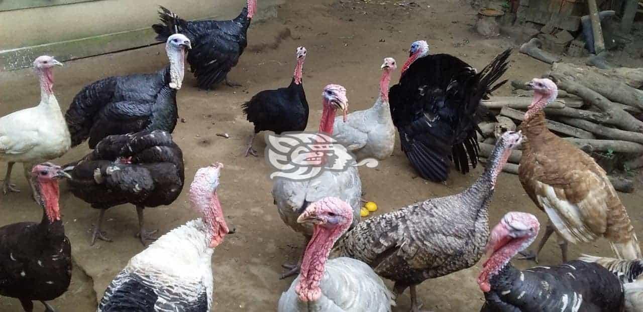 ¿En cuánto se cotizan los pavos para Nochebuena?