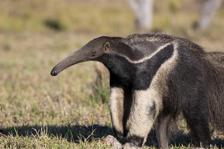 ¿Lo sabías? Hoy es el Día Mundial del Oso Hormiguero