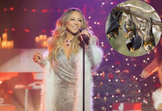 Murciélagos hacen la competencia a Mariah Carey y Axl Rose