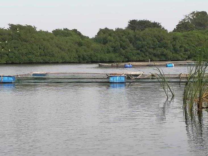 Ingenios de Veracruz acaban con especies y contaminan ríos