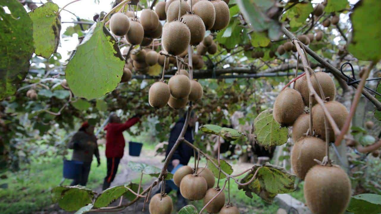 China reducirá en un 10% el uso de pesticidas en cultivos para 2025