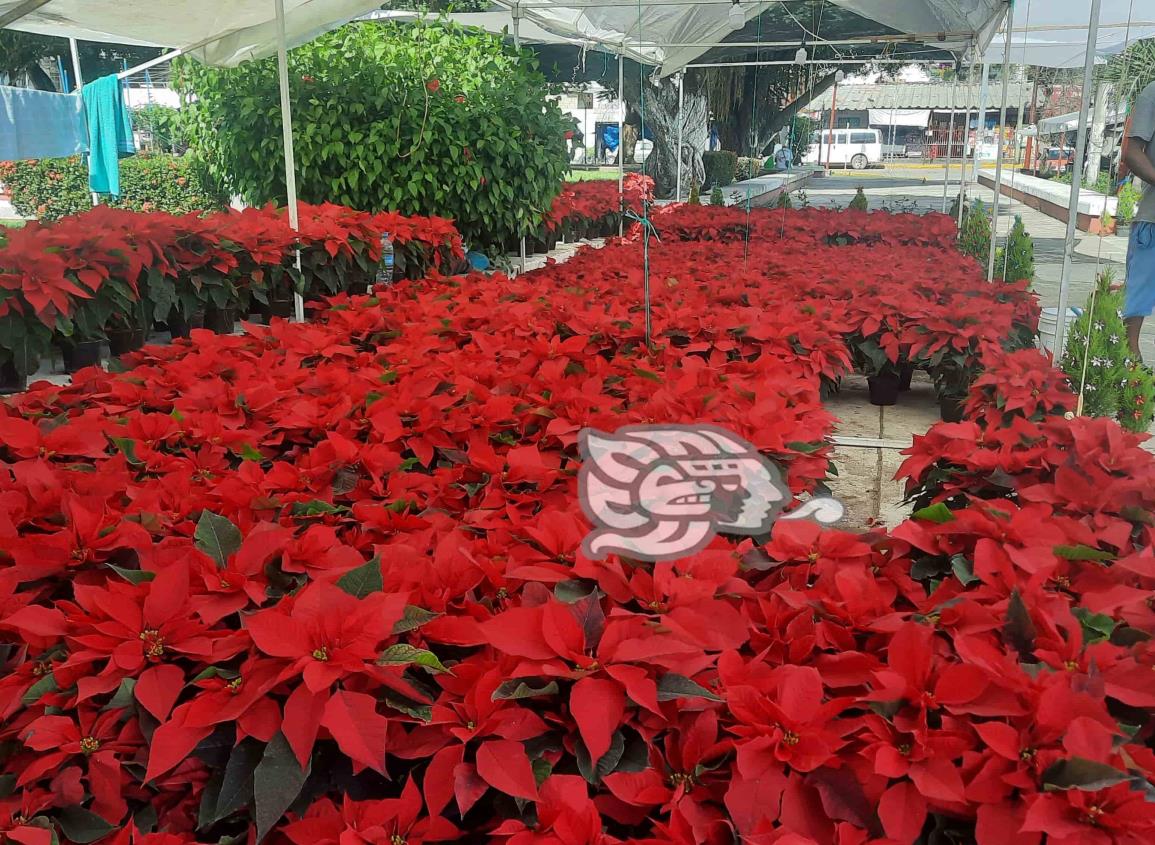 Llegaron flores de nochebuena a Agua Dulce