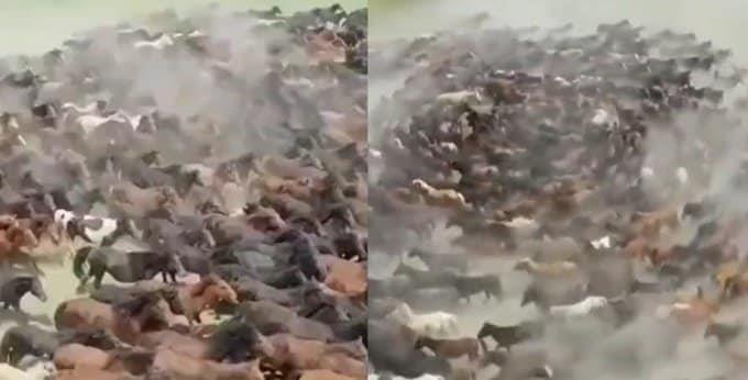 ¡Primero fueron ovejas! Captan a caballos en una granja de China dando vueltas en círculos