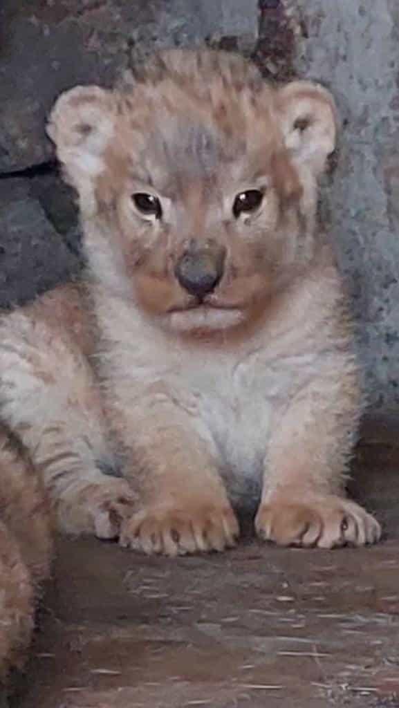 ¡Ternuritas! Nacen cuatro leones más en el Paseo del Río Orizaba