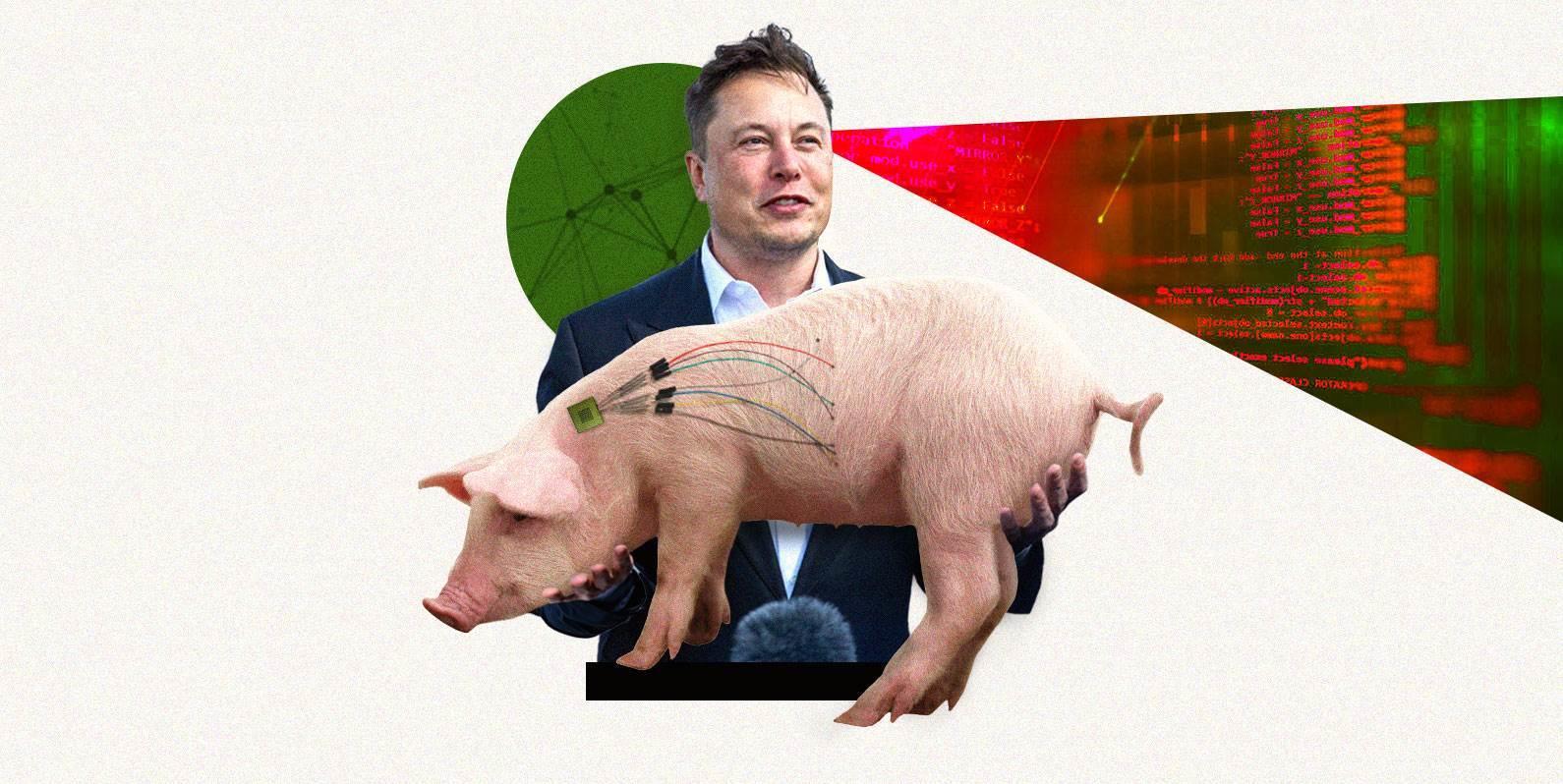 Investigan a empresa de Elon Musk, por la muerte de 1.500 animales