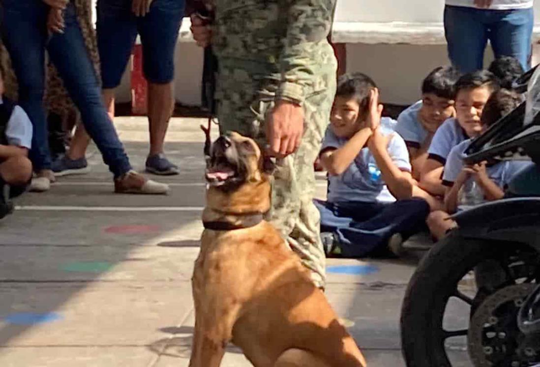 Greta, perrita policía firmó autógrafos a niños de primaria en Veracruz