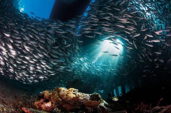 Calentamiento y acidificación de océanos amenaza a especies marinas