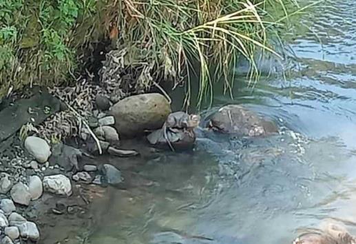 Avistan nutrias en río Orizaba; piden a ciudadanos no molestarlas (+Video)