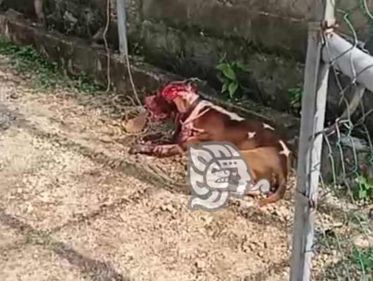 ¡Cohetes enloquecen a perros! Pitbull agresivo moviliza a policía en Las Choapas