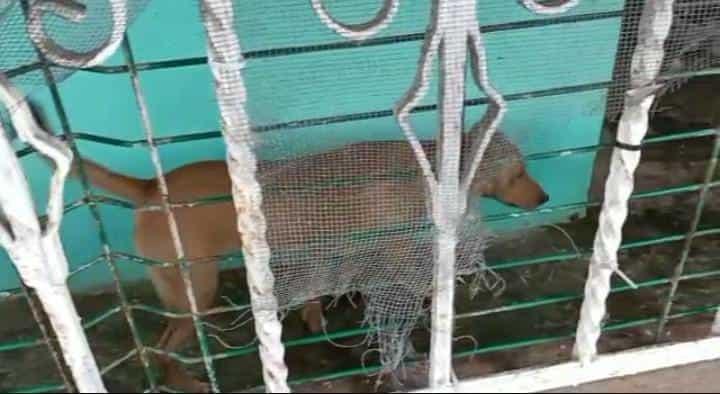 La despojan de casa y se llevan hasta sus perritos en Veracruz