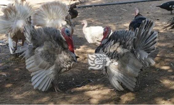 Se incrementan precio del pavo en 40%