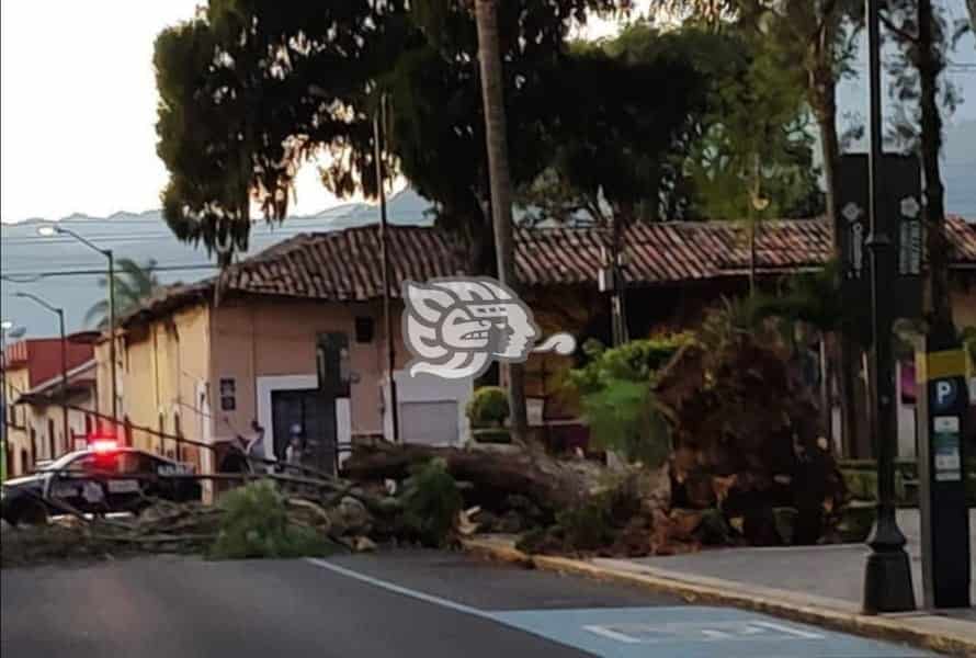 Continuarán heladas y suradas en Veracruz