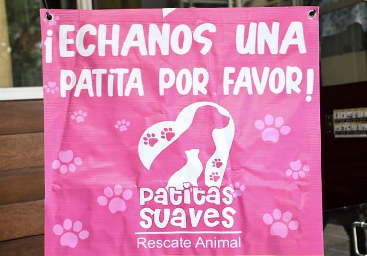 Exhortan a denunciar maltrato animal y apoyar albergues