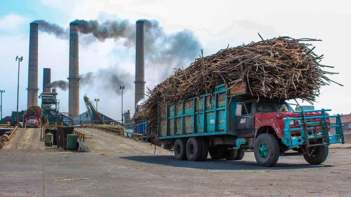 Cañeros esperan se mantenga el precio de la tonelada