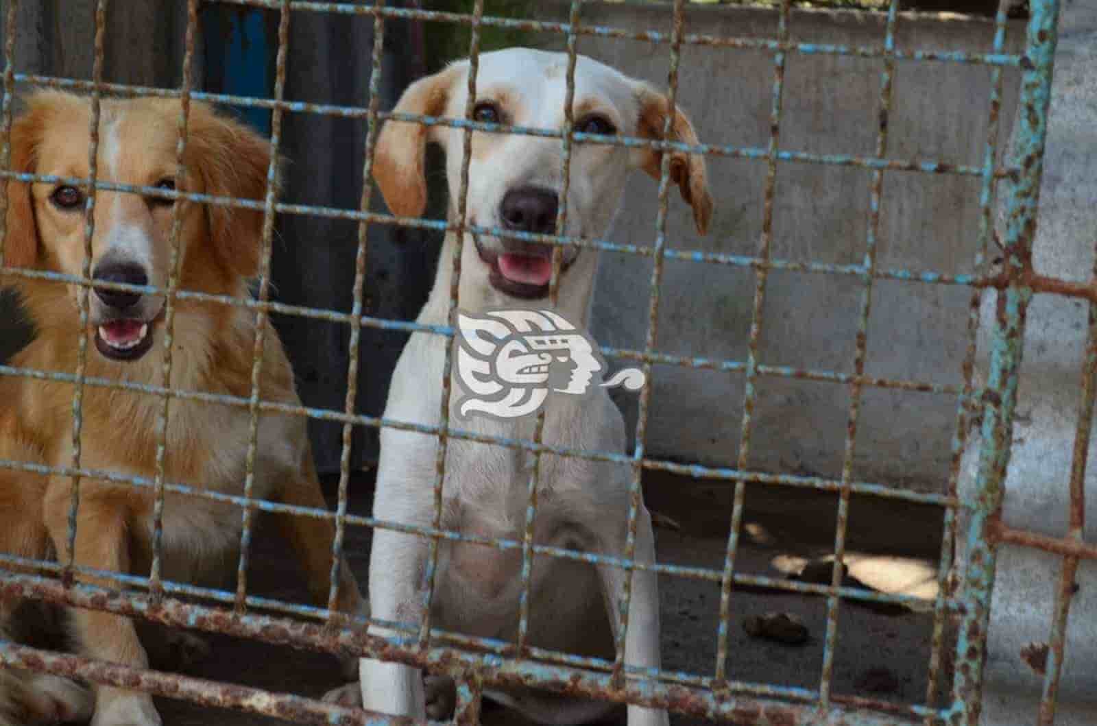 Exhortan a denunciar maltrato animal y apoyar albergues