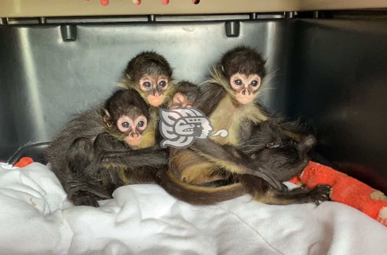 Aseguran 6 monos en terminal de autobuses de Córdoba