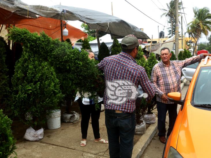 Pese a bajar precios de pinos, no mejoran las ventas