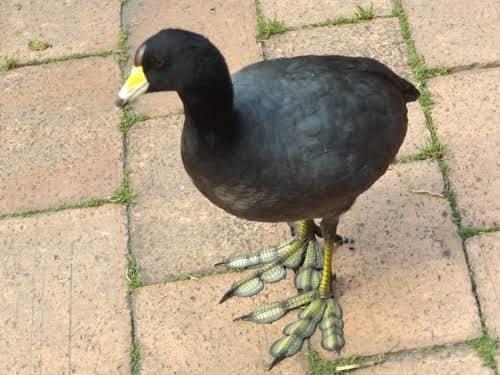 ¡Sus patas son extrañas¡ sorprende avistamiento de un ave en  zona habitacional