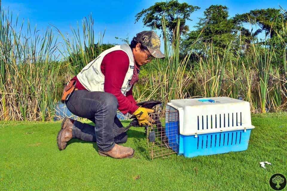 Aves se desorientan ante la invasión de su hábitat; Earth Mission rescata una más en Alvarado