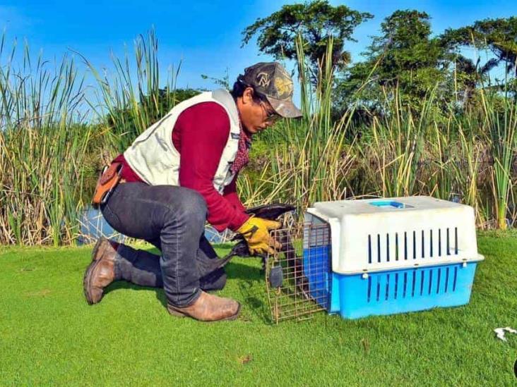 Fue en Punta Tiburón; rescatan otra ave en Riviera Veracruzana, en Alvarado