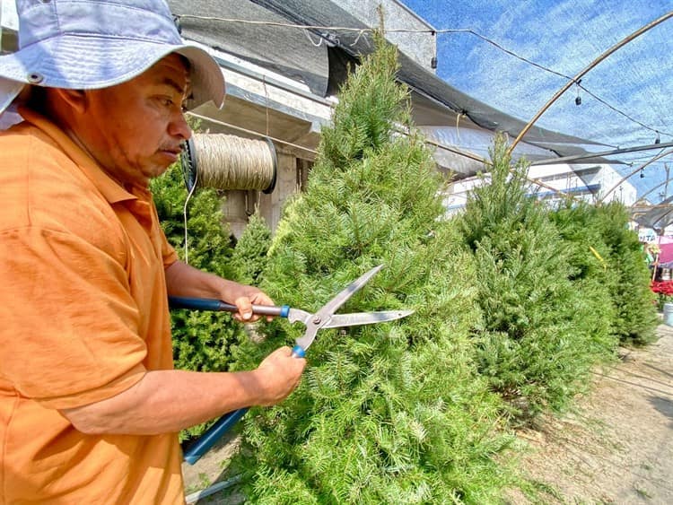 ¡Hasta mil 200 pesos! Veracruzanos acuden a comprar sus árboles de Navidad al centro de Veracruz