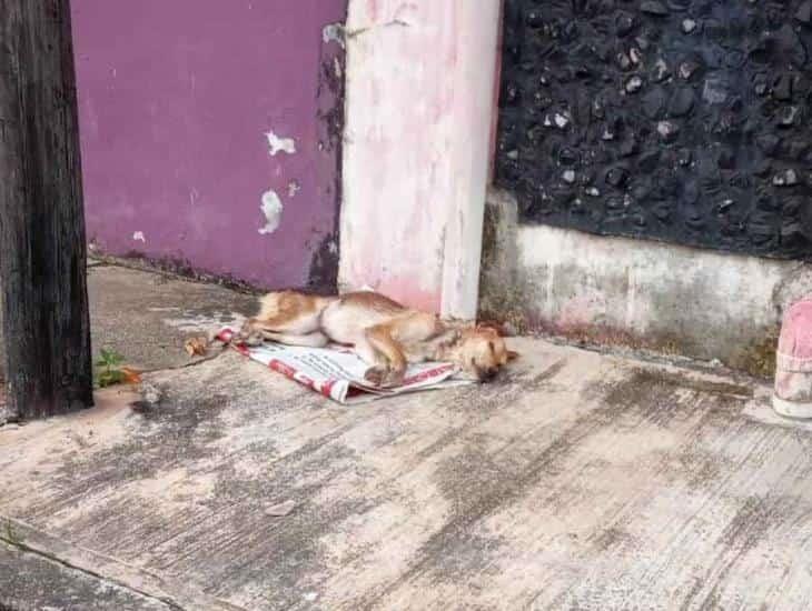 Urge ayuda para perrito enfermo en Coatzacoalcos