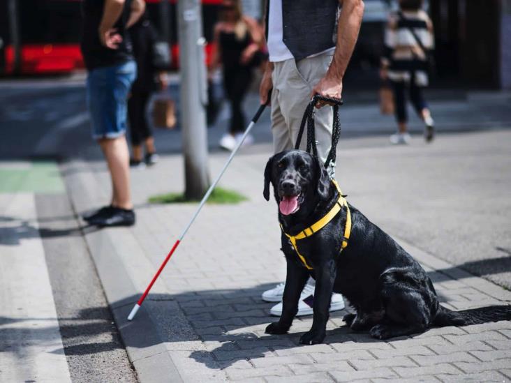 Carece sociedad de empatía para apoyar a personas con perro guía