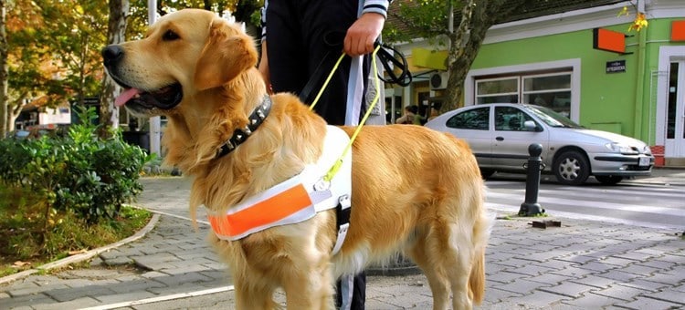 Carece sociedad de empatía para apoyar a personas con perro guía