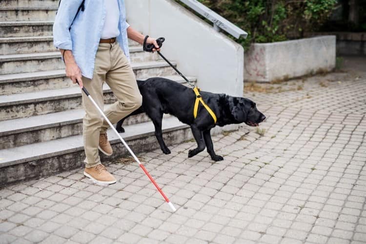 Carece sociedad de empatía para apoyar a personas con perro guía